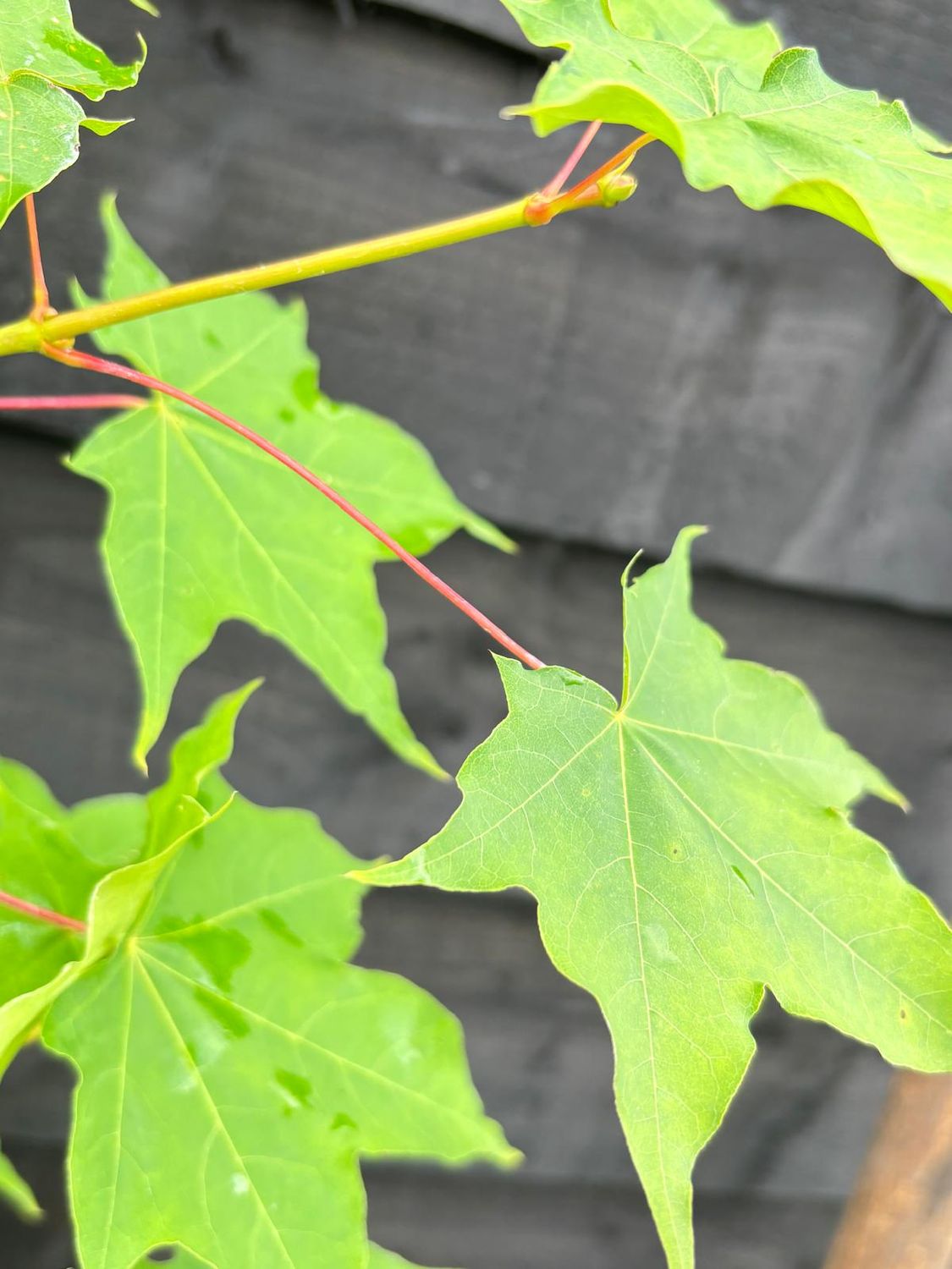 ACER palmatum 'Aureum' / Japanese Maple