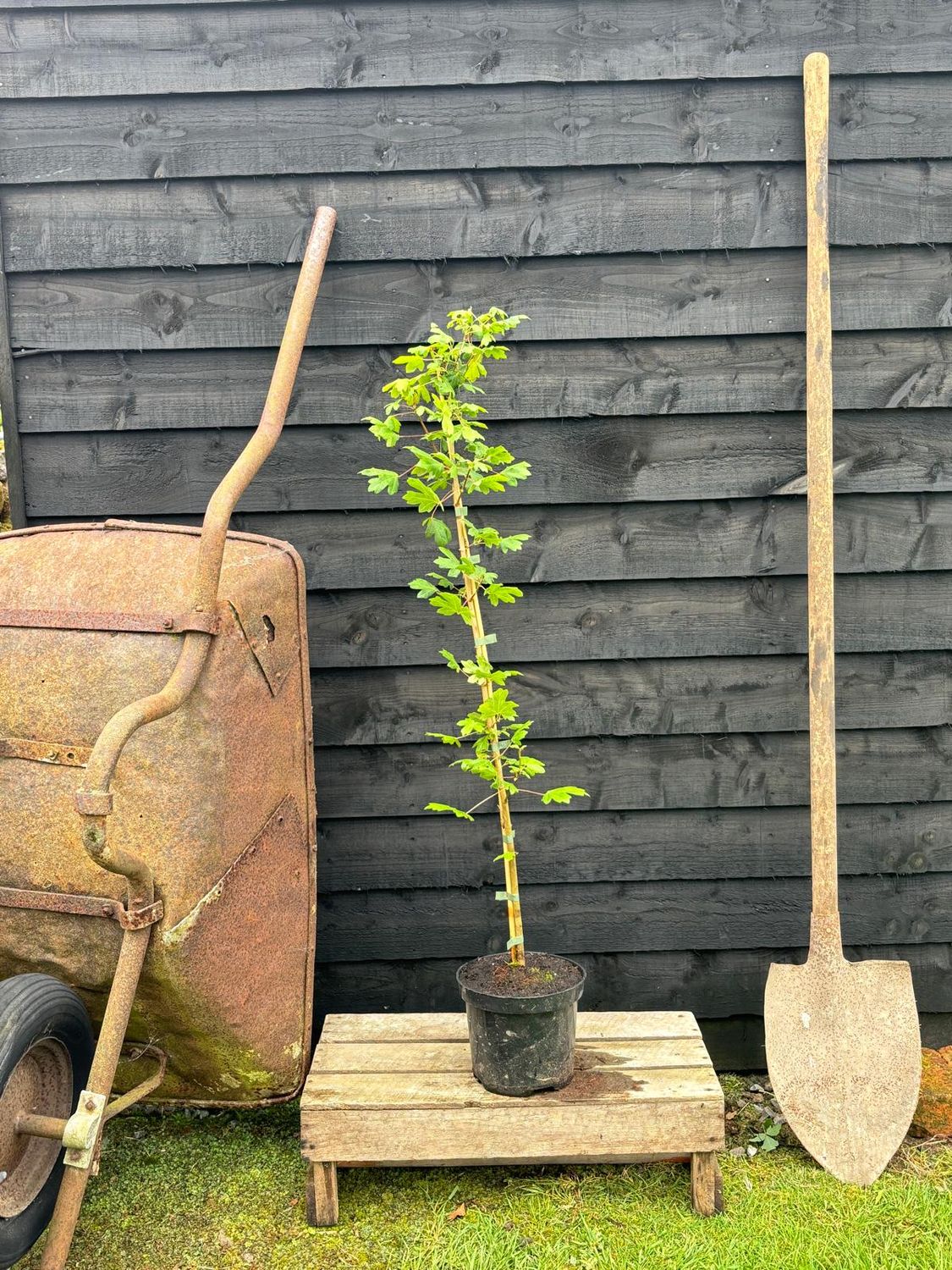 ACER campestre / Field Maple