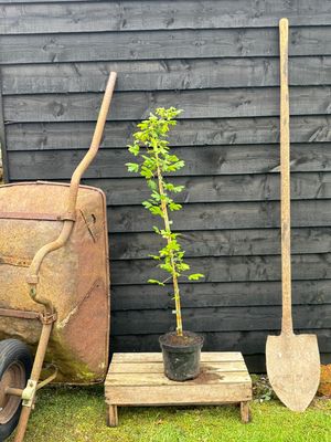 ACER campestre / Field Maple