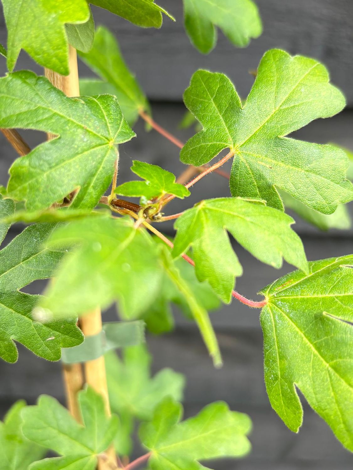 ACER campestre / Field Maple