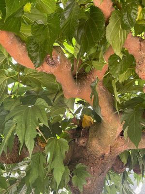 MORUS alba ‘Fruitless’ syn. kagayamae / Fruitless White Mulberry