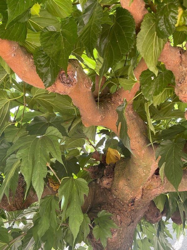 Fruitless White Mulberry tree for sale UK
