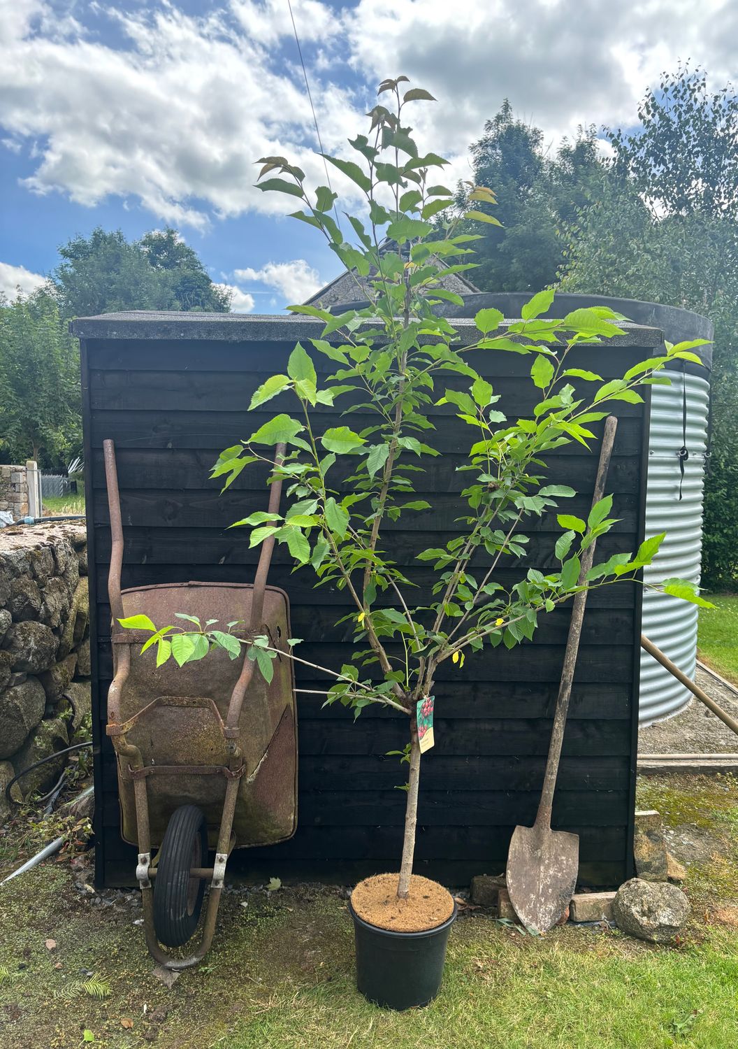 PRUNUS 'Sunburst' / Fruiting Cherry