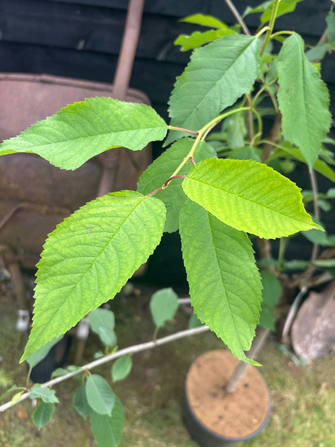 PRUNUS 'Sunburst' / Fruiting Cherry