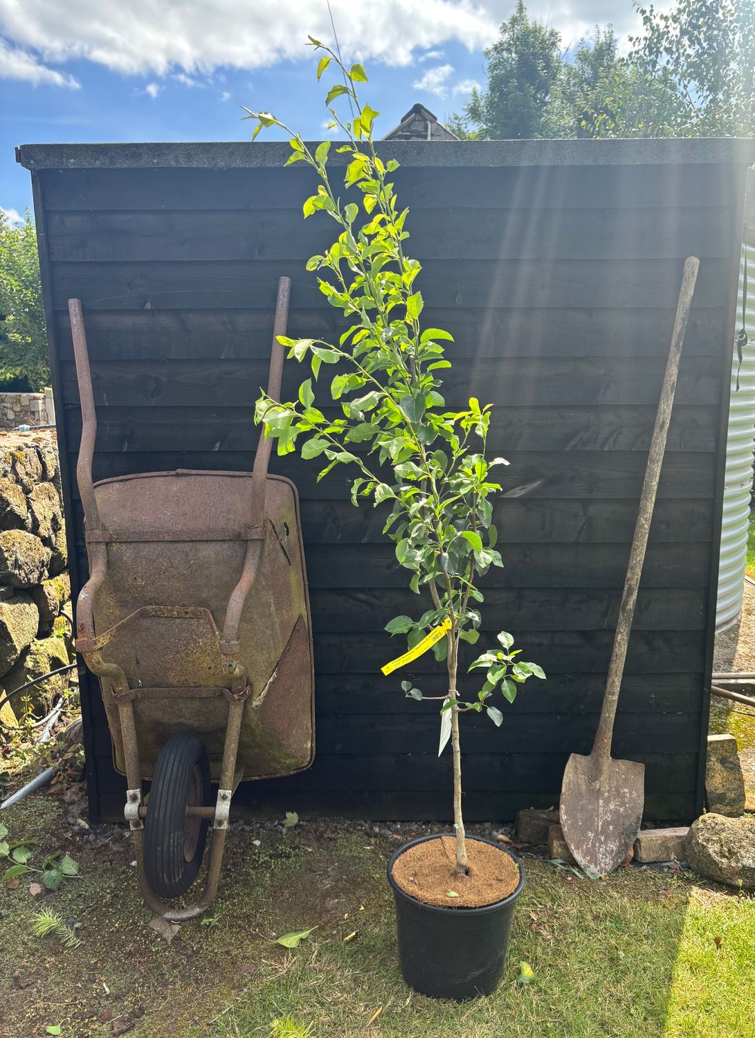PYRUS domestica 'Doyenne du Comice' / Comice Pear