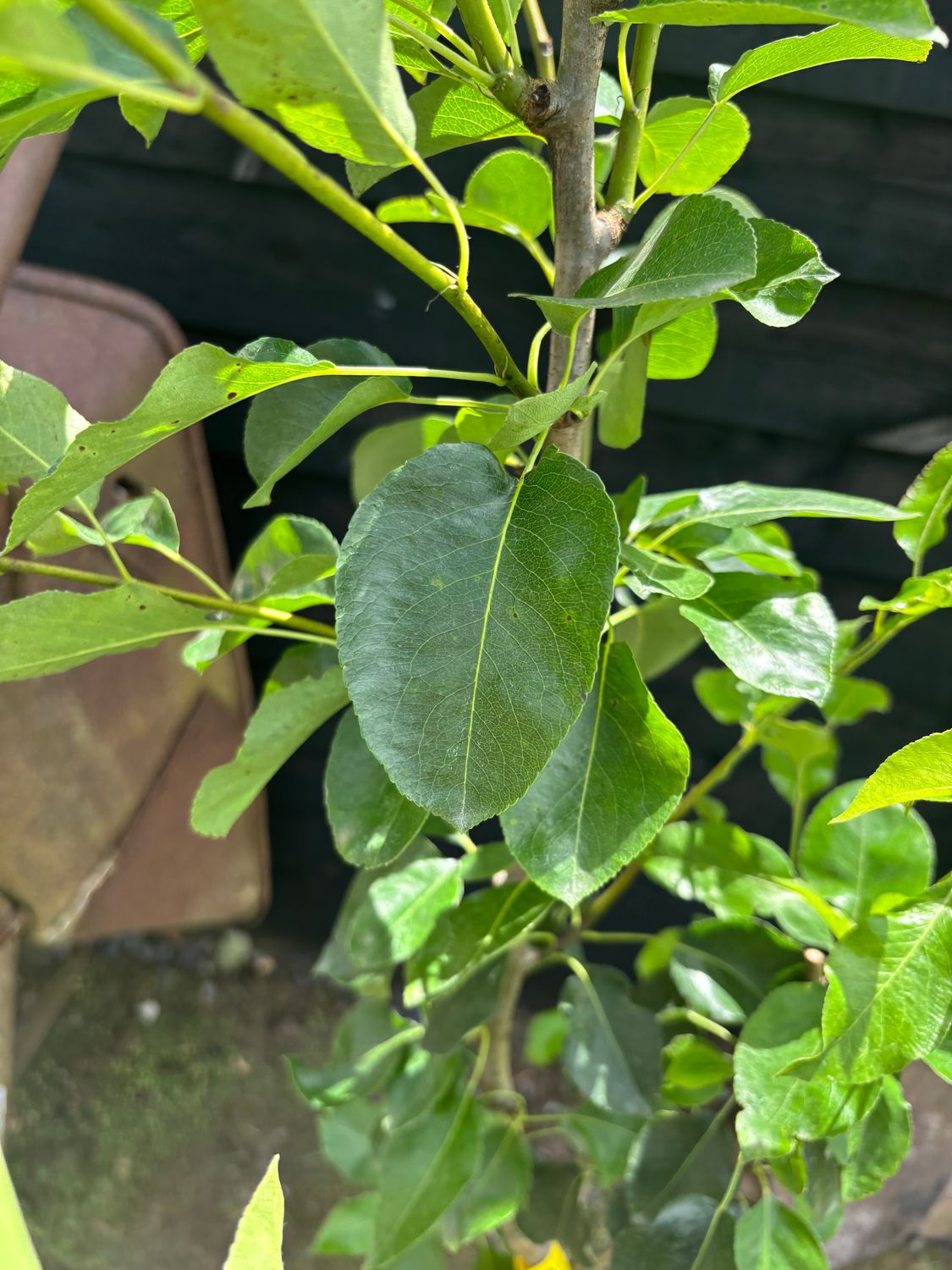 PYRUS domestica 'Doyenne du Comice' / Comice Pear