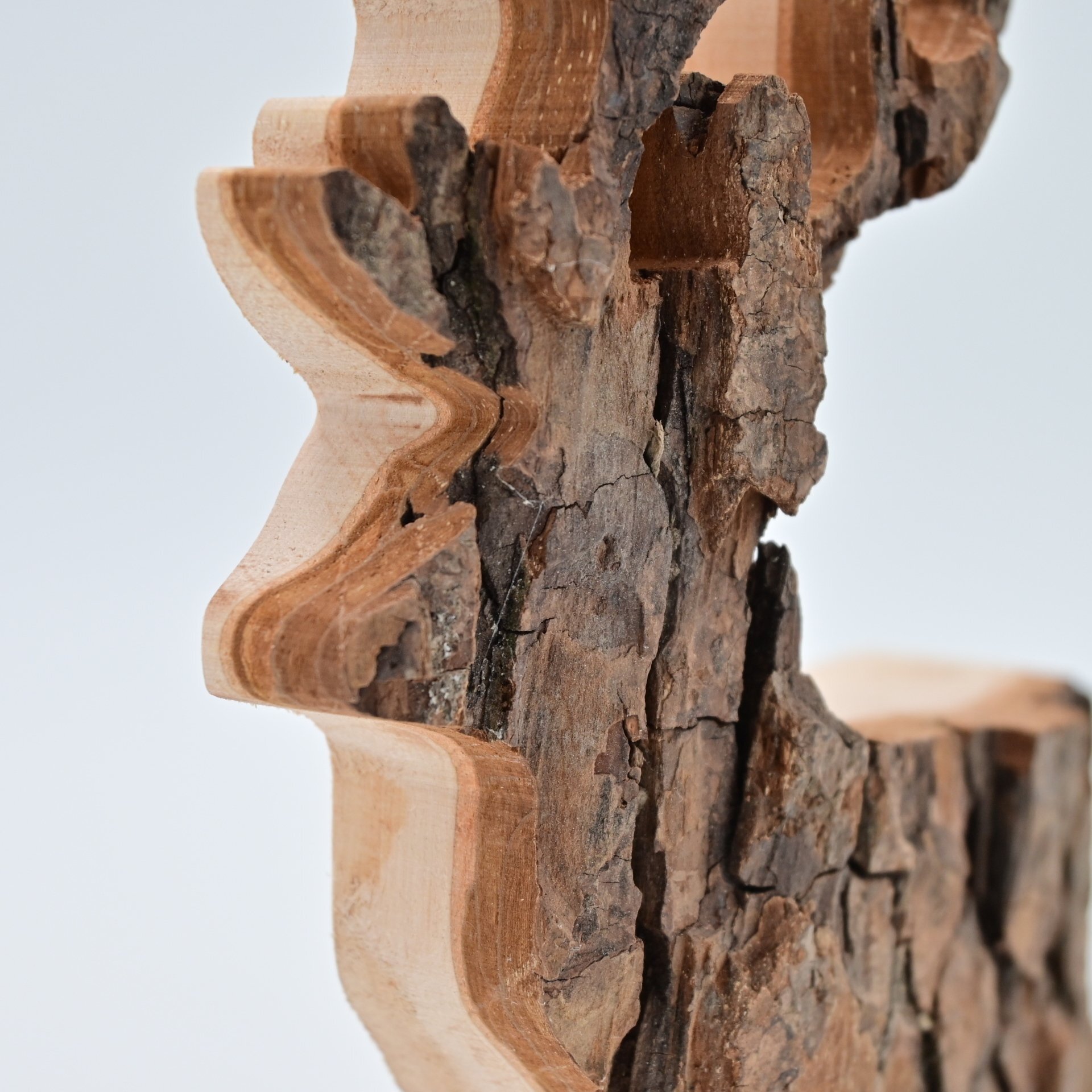 Cervo di corteccia - medio