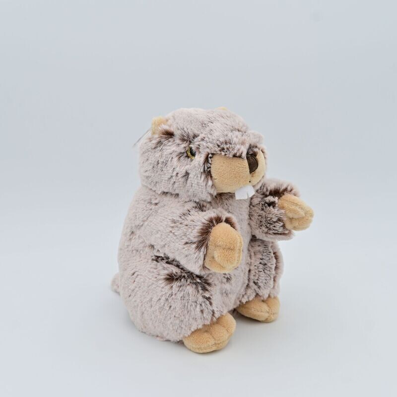 Marmotta - piccolo