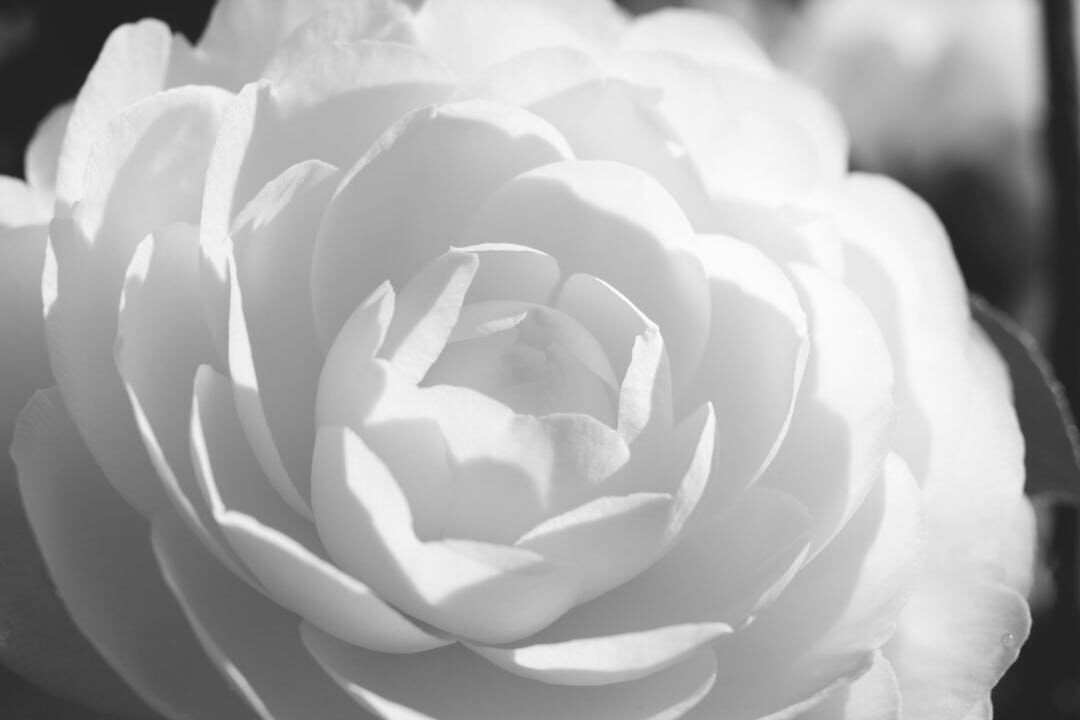 Camelia Bianca