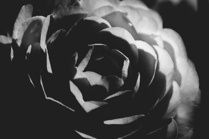 Camelia Nera
