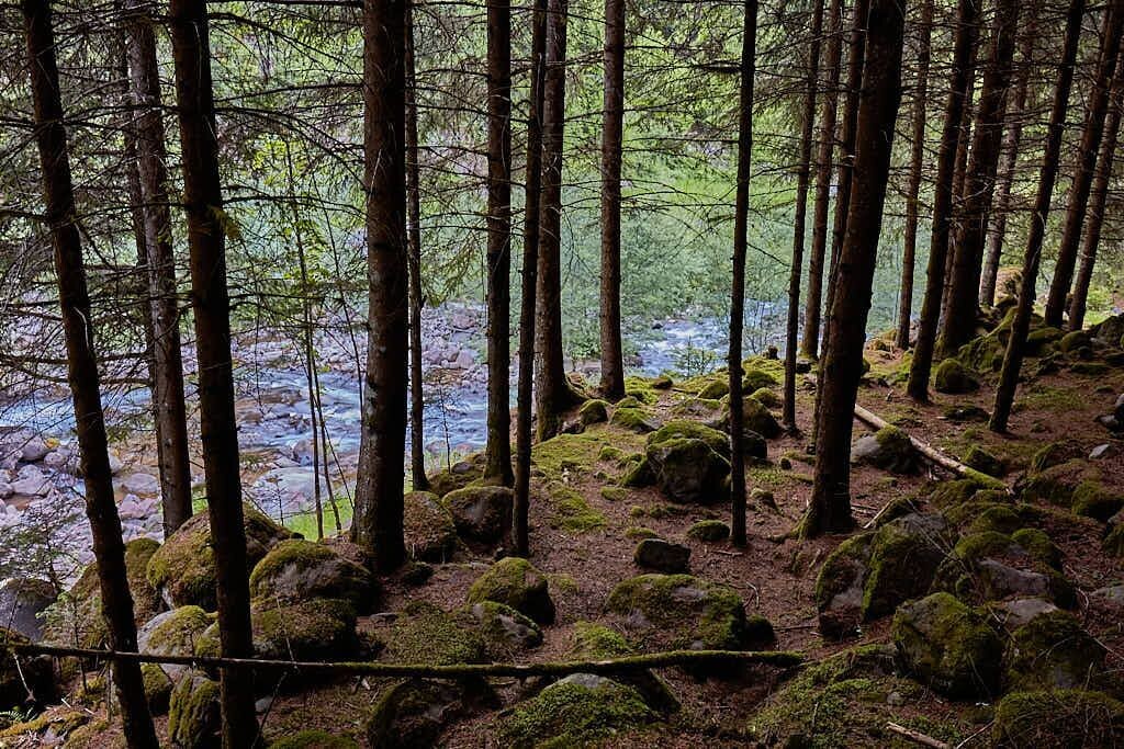 The call of nature (Forest)