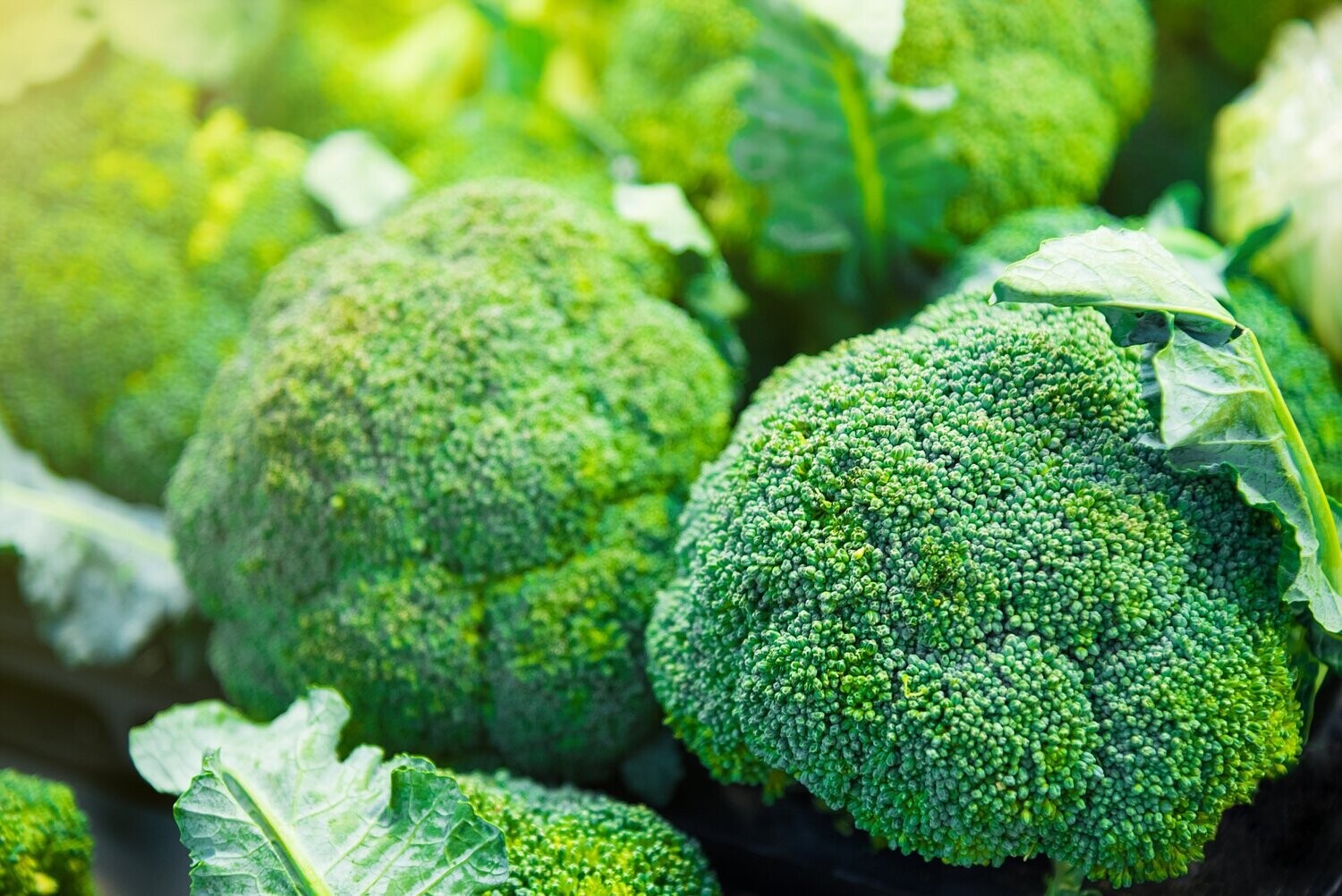 Broccoli, Ramoso