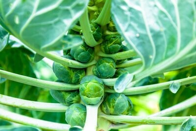 Brussel Sprouts, Brodie F1