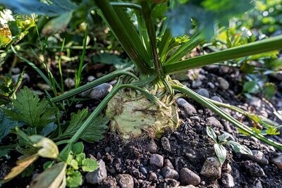 Celeriac, Giant Prague