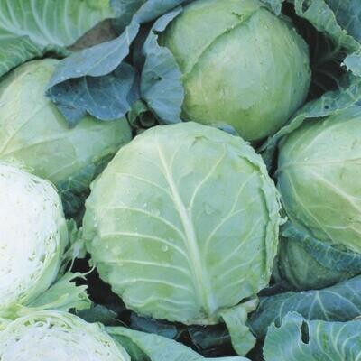 Cabbage, Late Holland Winter
