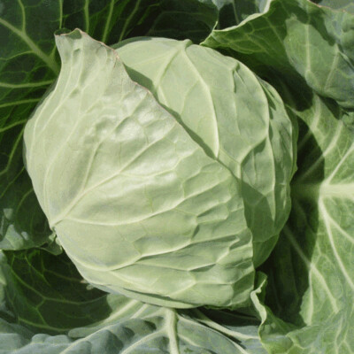 Cabbage, Vivaldi F1