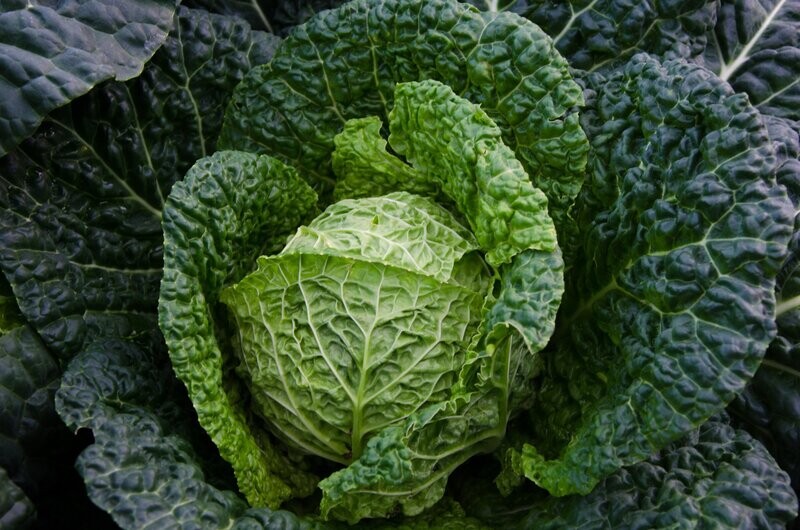 Savoy Cabbage, Vertus