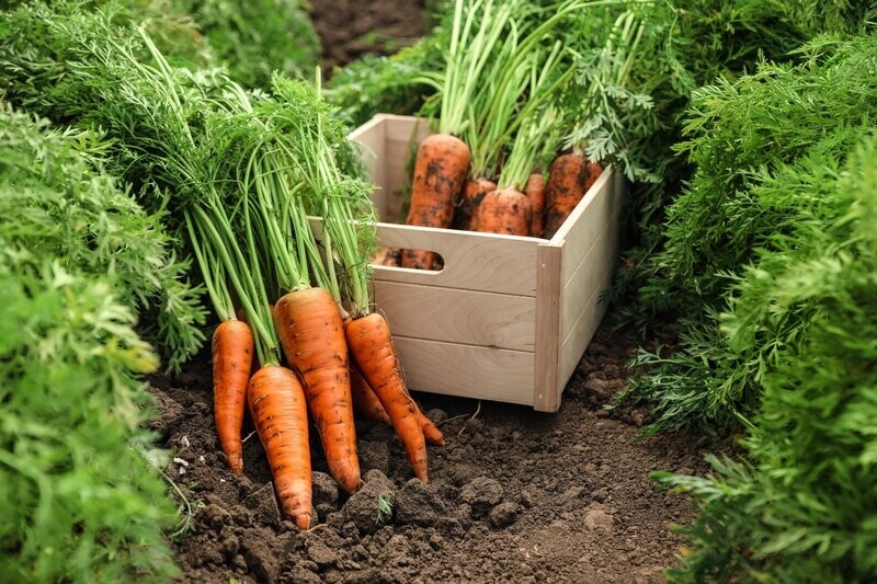 Carrot, Early Nantes