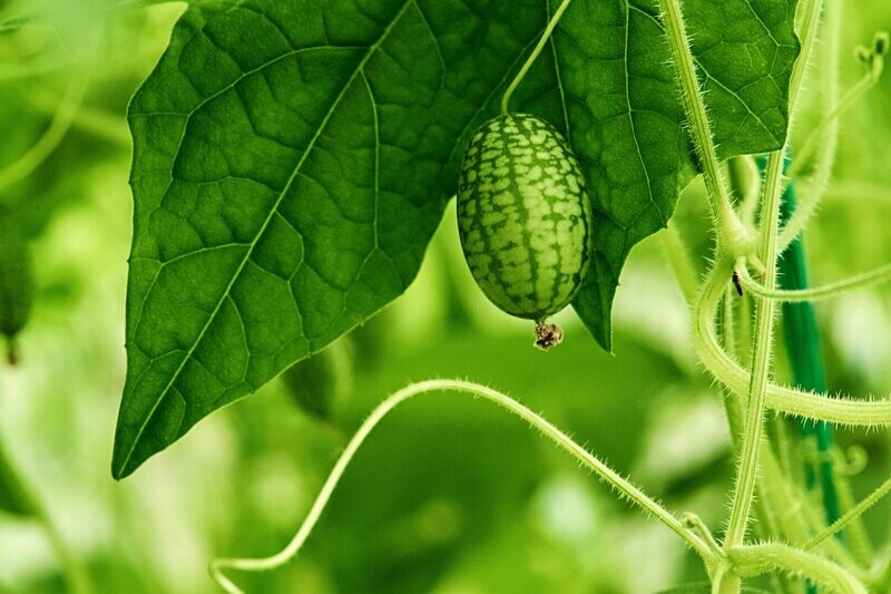 Cucamelon