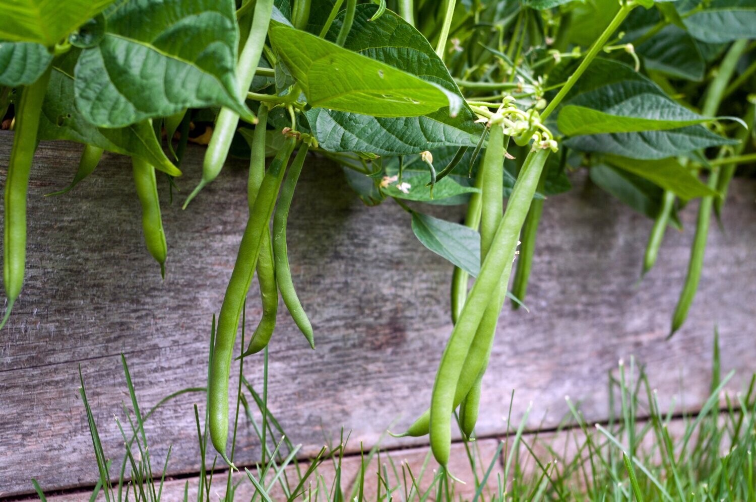 Dwarf French Bean, Tendergreen