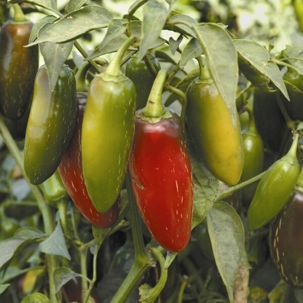 Chilli, Early Jalapeno