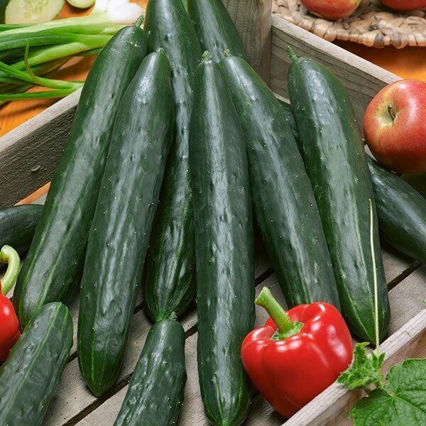 Cucumber, Burpless Tasty Green F1