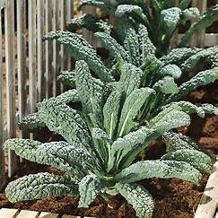 Kale, Nero Di Toscana