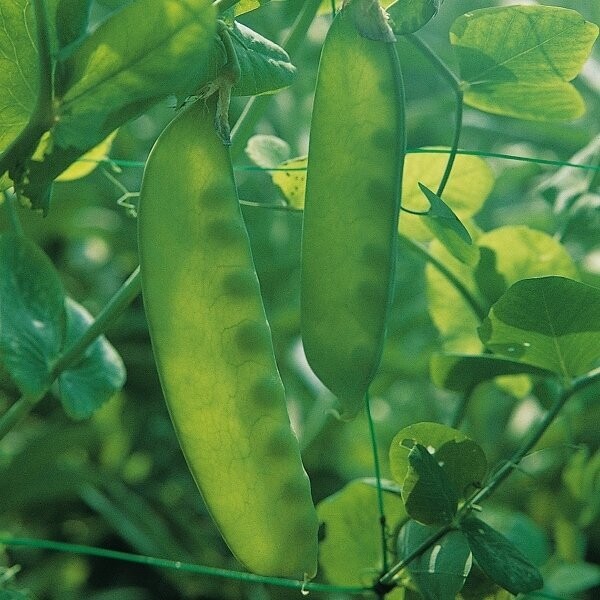 Pea, Carouby De Maussane (Mangetout)