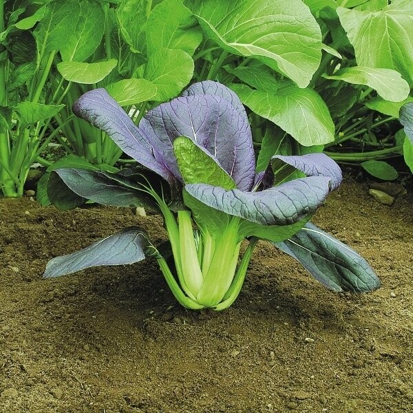 Pak Choi, Red F1