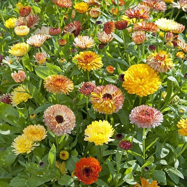 Calendula, Playtime Mix