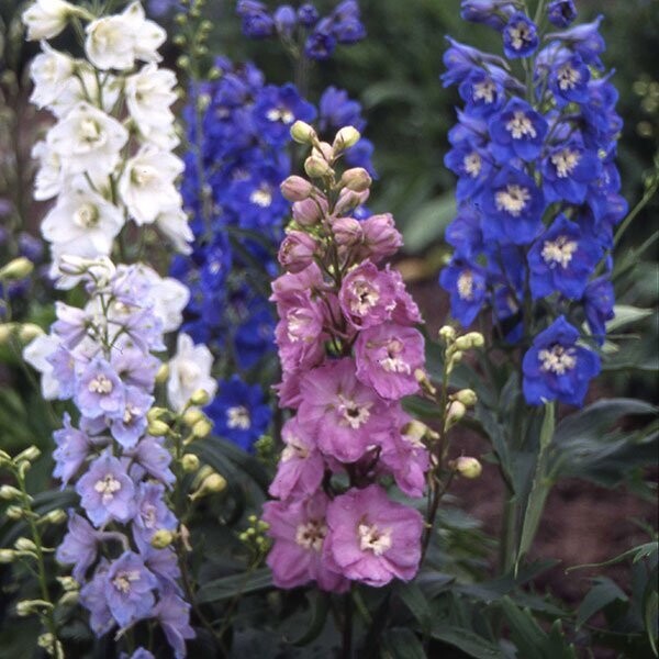 Delphinium, Crown Mix Delphinium, Crown Mix