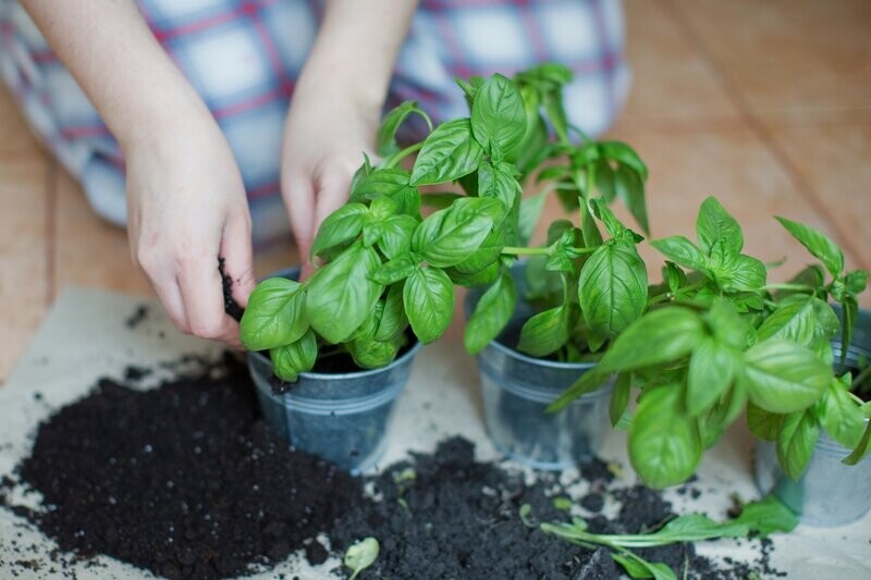 Basil, Classic Italian