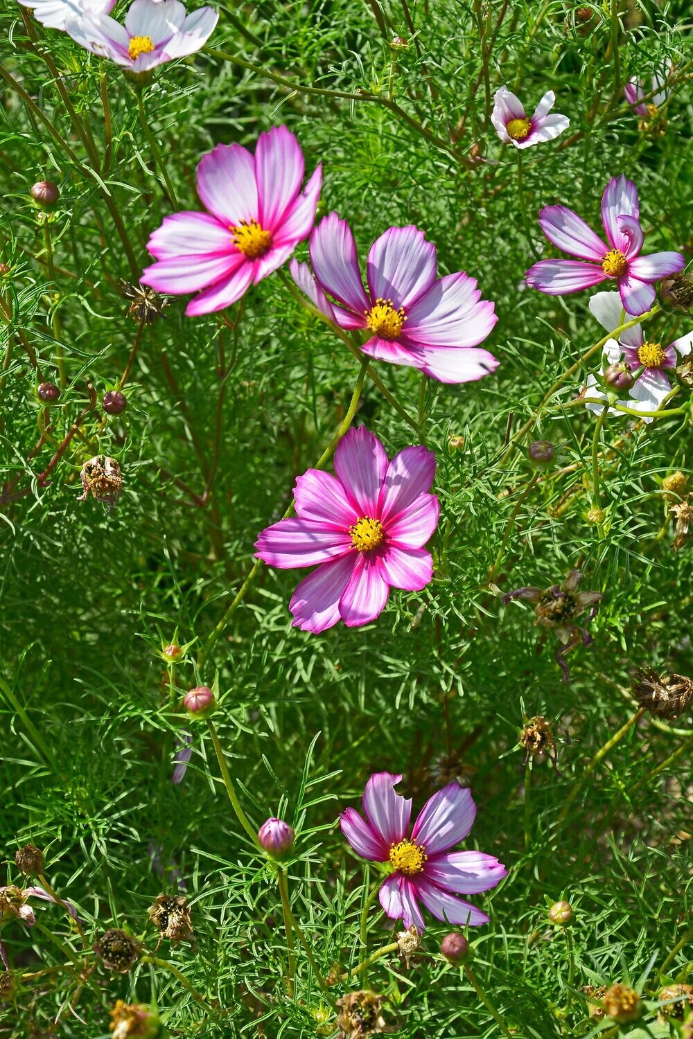 Cosmos, Fizzy Rose Picotee