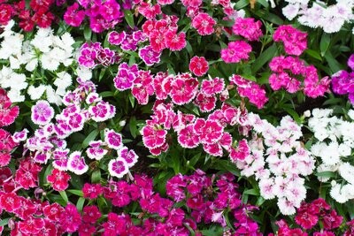 Dianthus, Sweetness Mixed