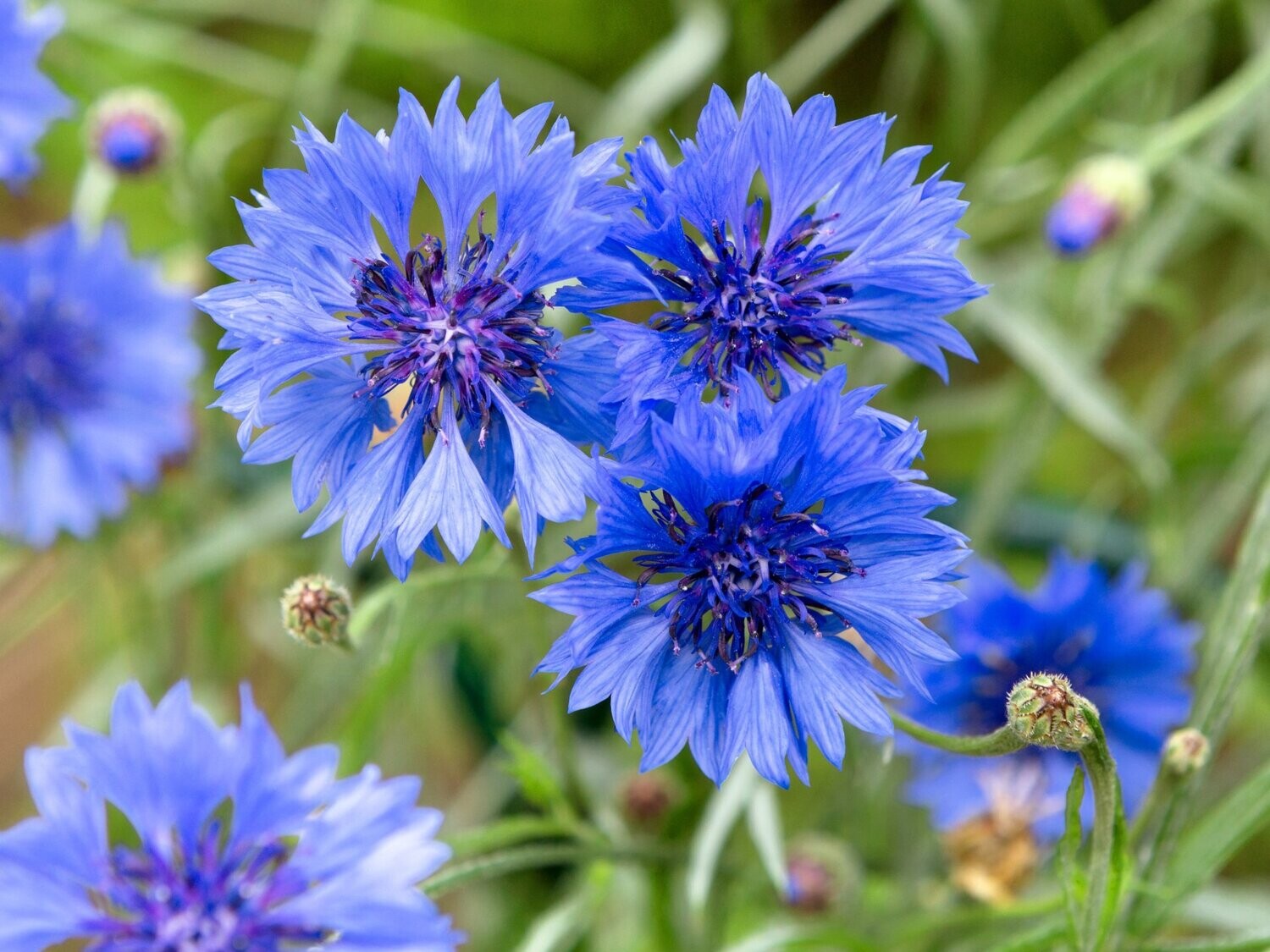 Cornflower, Blue