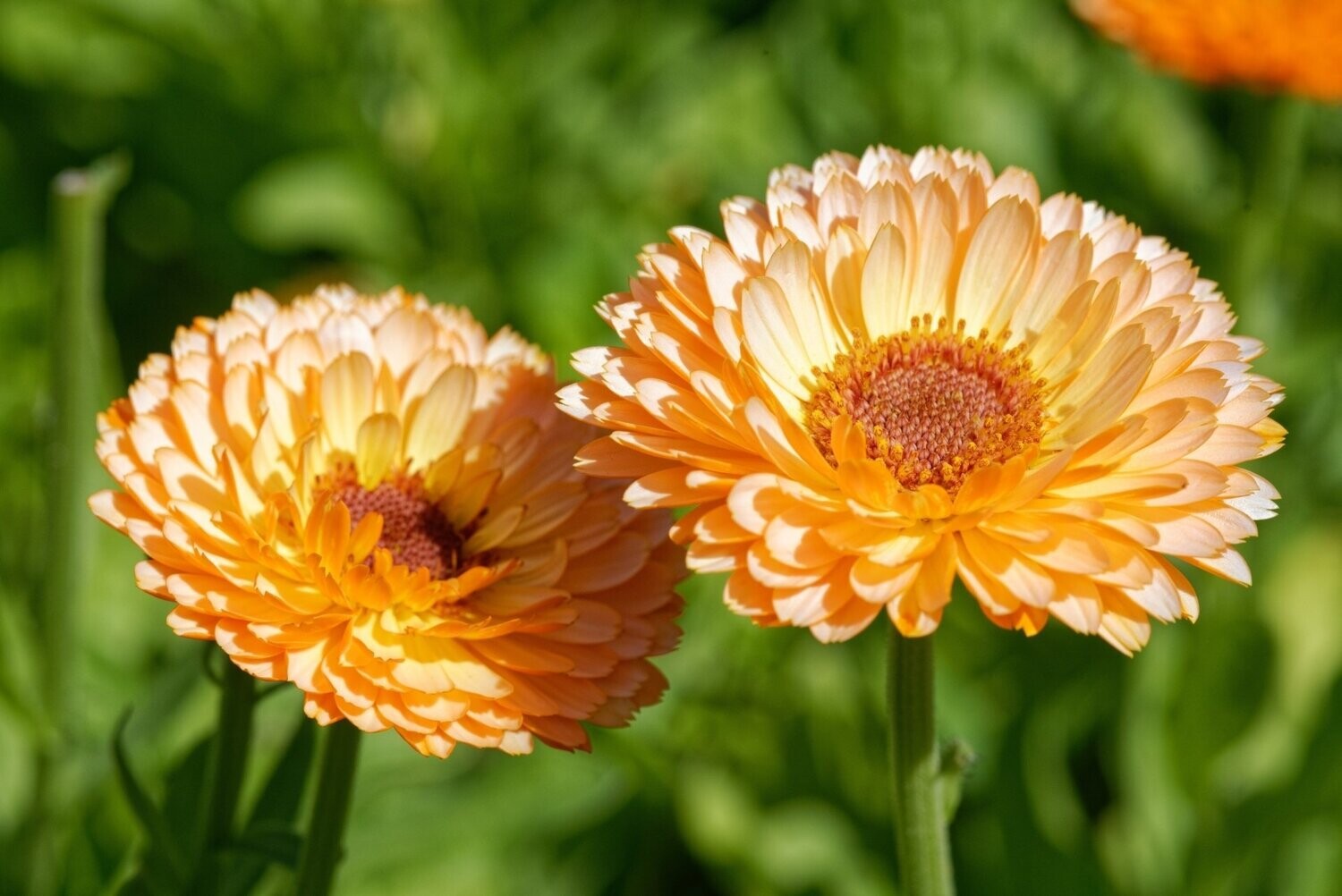 Calendula, Art Shades