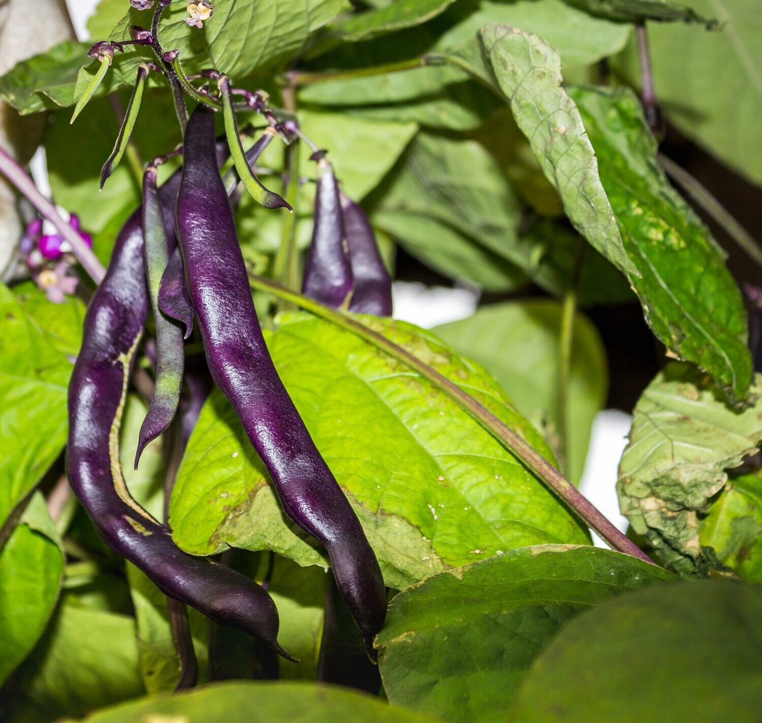 Climbing French Bean, Cosse Violette