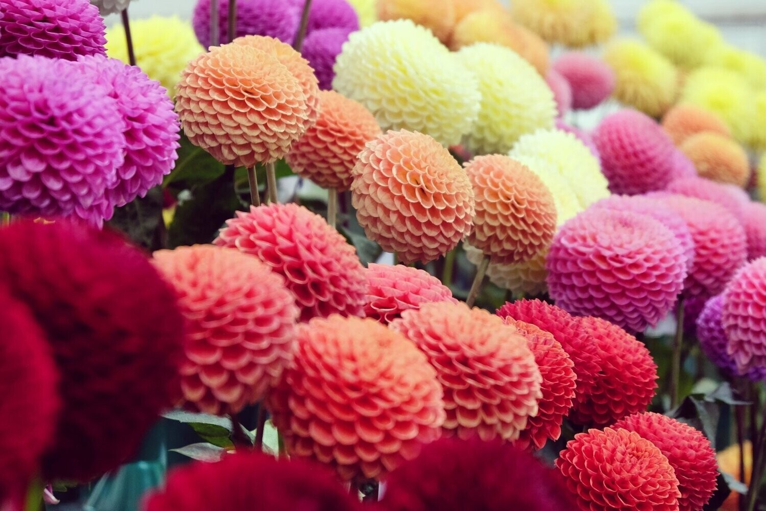 Dahlia, Pompone Double Mix