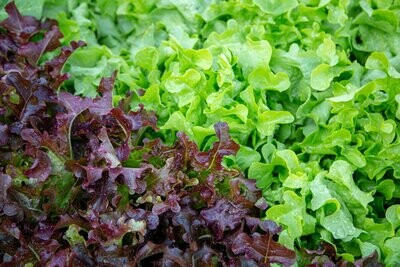 Lettuce, Salad Bowl Red