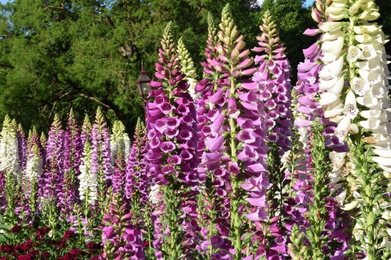 Digitalis, Excelsior Hybrids