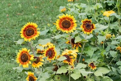 Sunflower, Ring of Fire