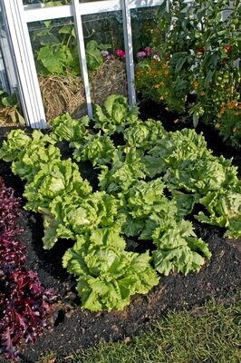 Lettuce, Webb's Wonderful