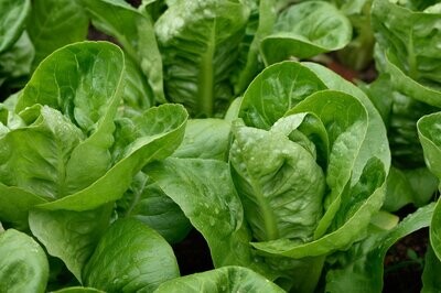 Lettuce, Little Gem