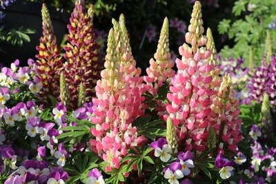 Lupin, Russell Strain, Crown Blended Mixture