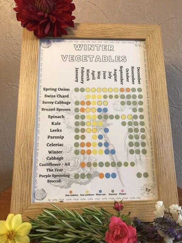 Winter Vegetables: Seed Calendar