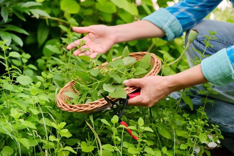 Lemon Balm