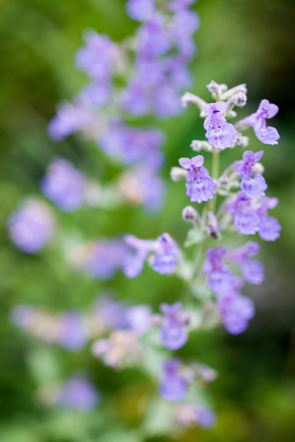 Nepeta mussini Nepeta mussini