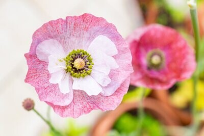 Papaver (Poppy), Mother of Pearl