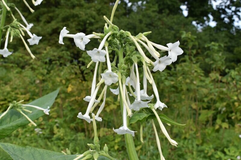 Nicotiana sylvestris, White Trumpets