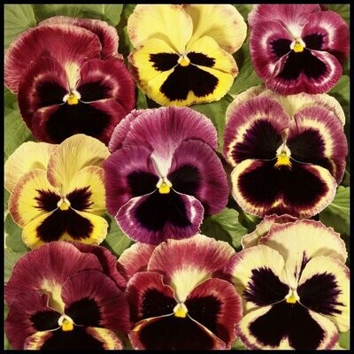 Pansy, Summer Berries